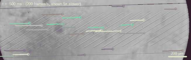 Beads flowing to the right, each with the last 40 frames of its track as the live session found it